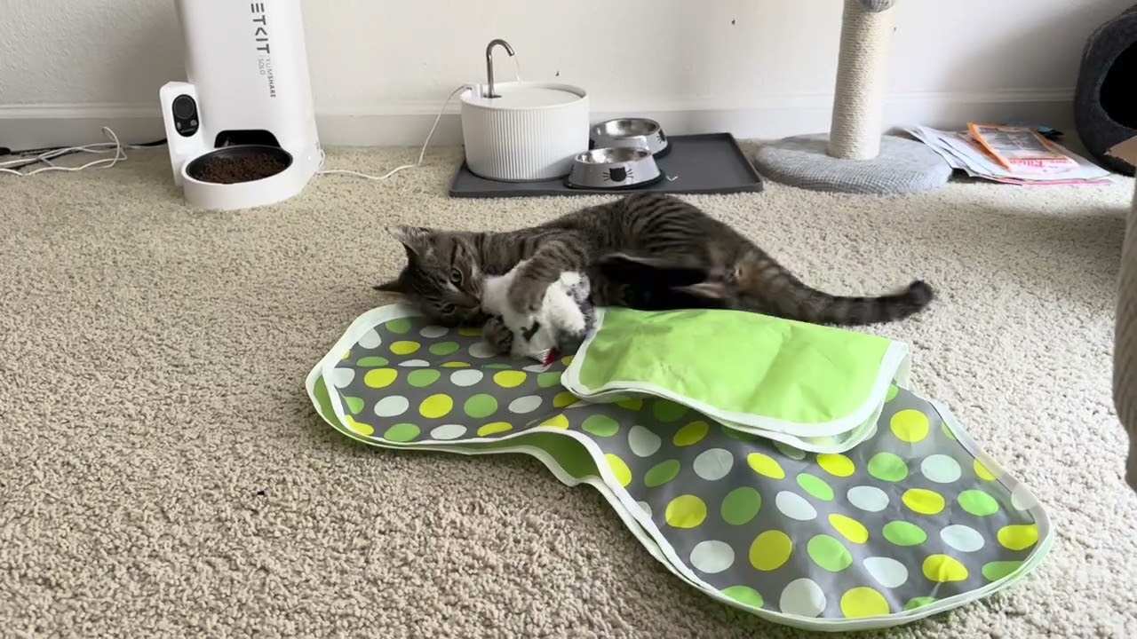 Pashang’s way of playing, he’s the most playful kitty you’ll ever meet. 🐾