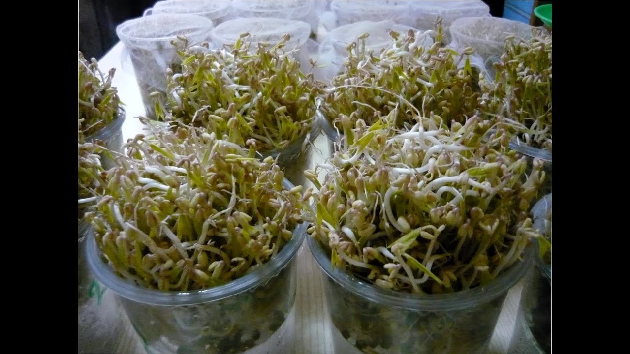 COMO OBTENER GERMINADOS DE FRIJOLITO CHINO