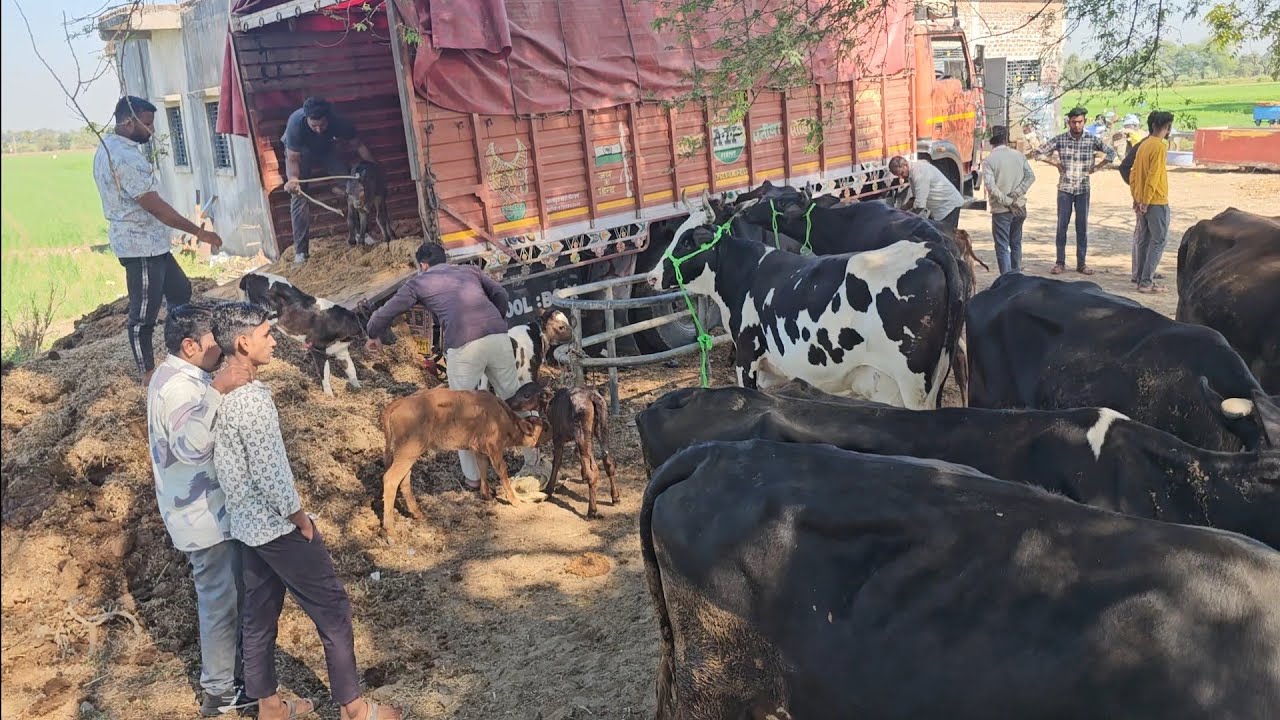 #HF_गाय की कीमत 35 से 40 हजार शुरुआत | दूध देती है 10 से 15 लीटर राजस्थान के जंगल की खाने पीने वाली