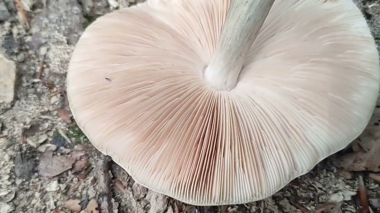 Pluteus cervinus (Jelenska krovnjača) & Trametes versicolor (Šarena tvrdokoška)