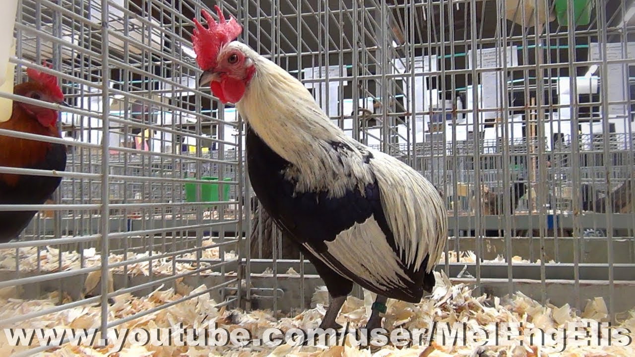Coqs et Poules Sans-Queue des Ardennes Naine - Ardennes Rumpless Bantam - Ardenner Zwerg-Kaulhuhn
