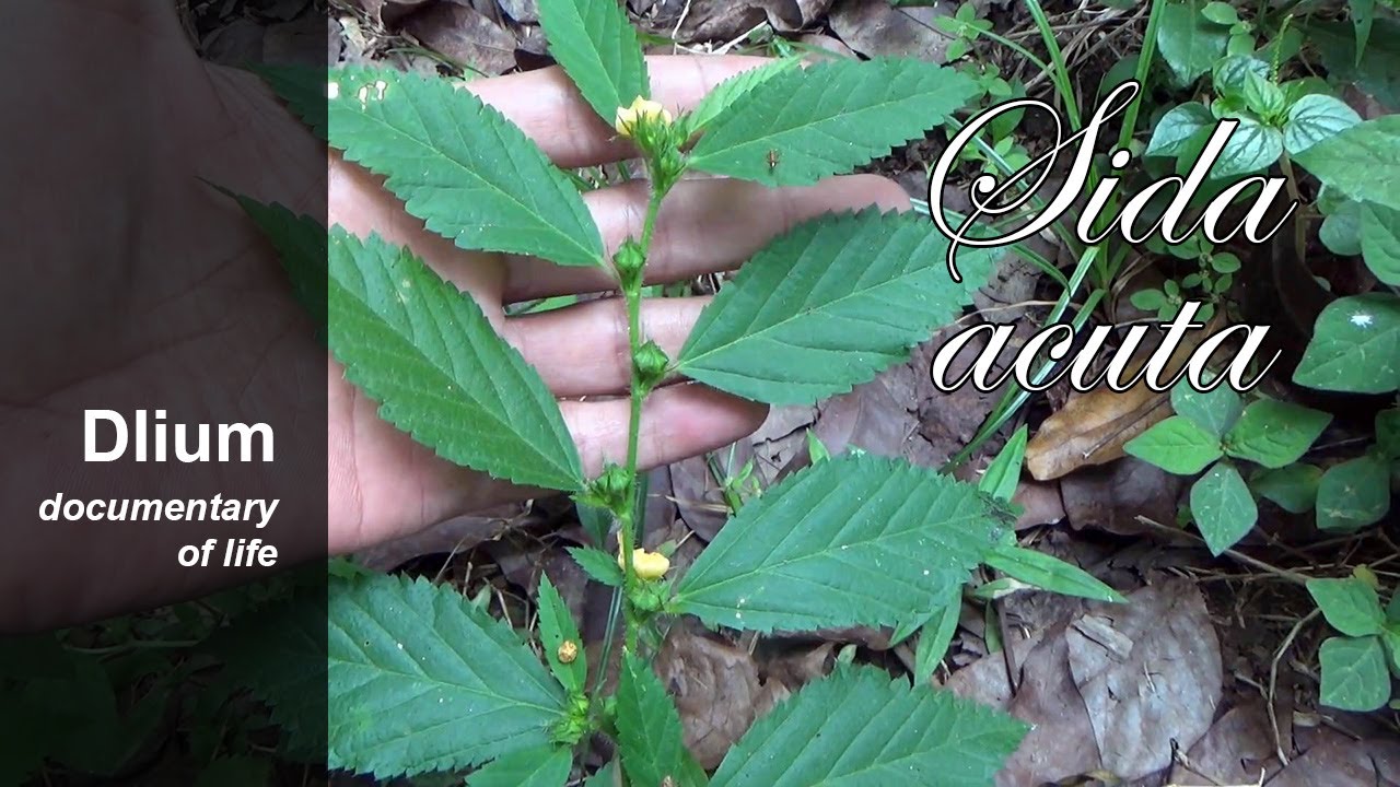 Spinyhead sida (Sida acuta) - part 1