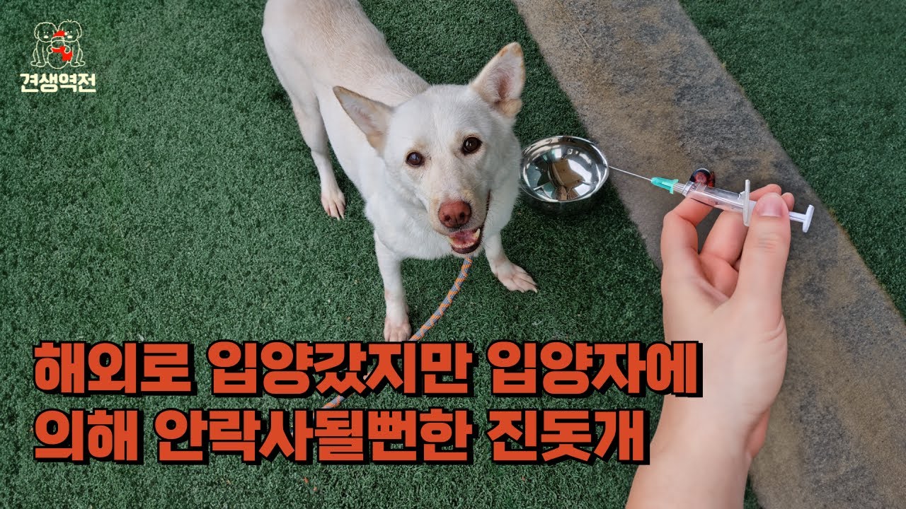 지구반대편 해외로 입양가서 보호자에게 안락사당할뻔한 진돗개를 다시 한국으로 데리고왔습니다.