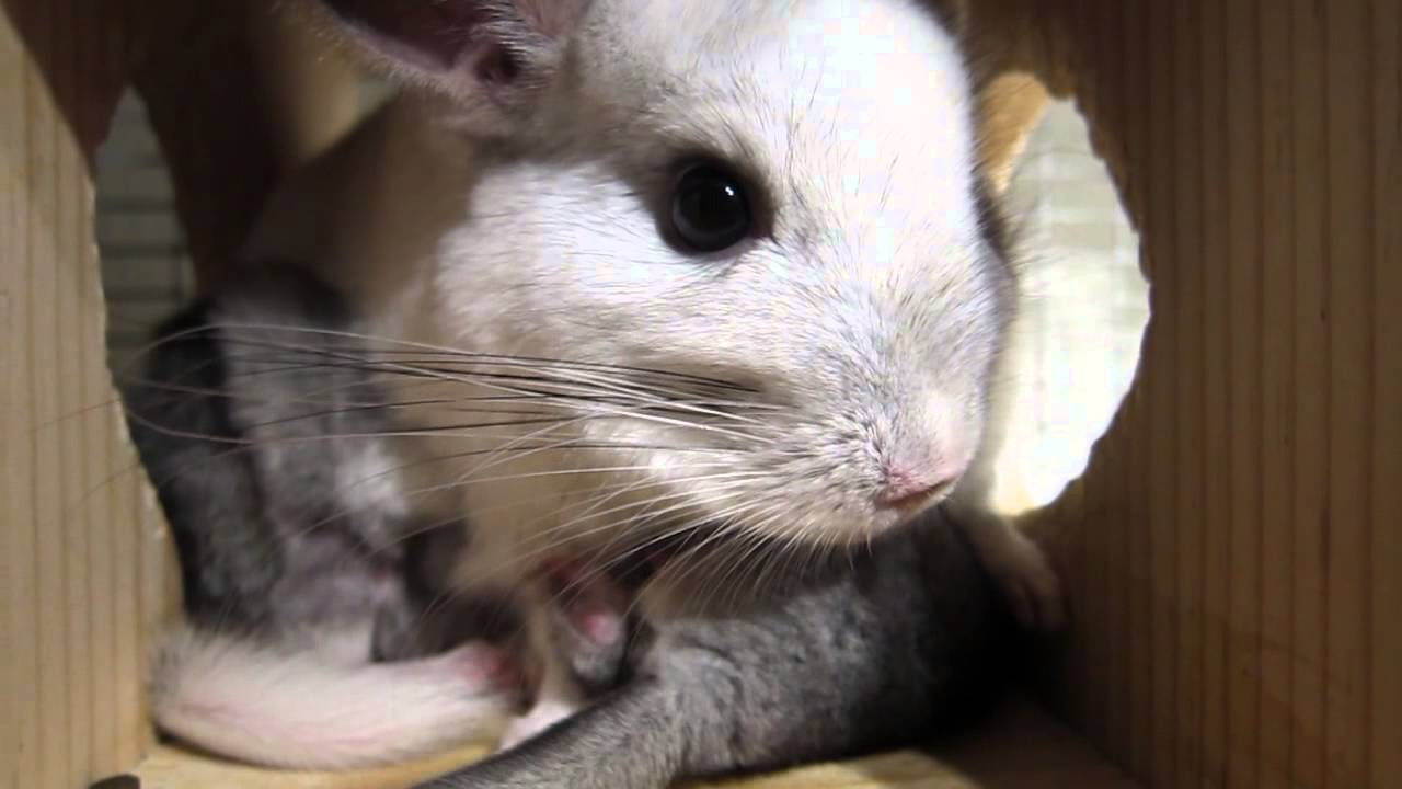 This Touching Chinchilla Video Will Make You Cry for Mom