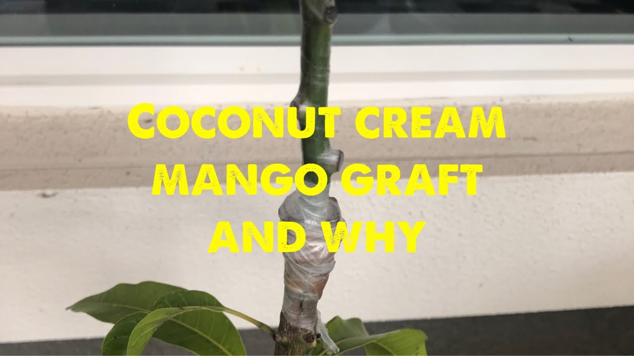 Coconut cream mango graft and why !!