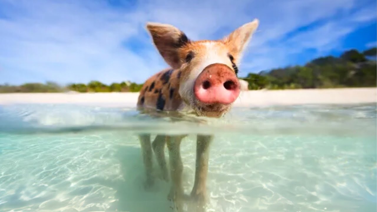 10 Most Intelligent Animals in the World