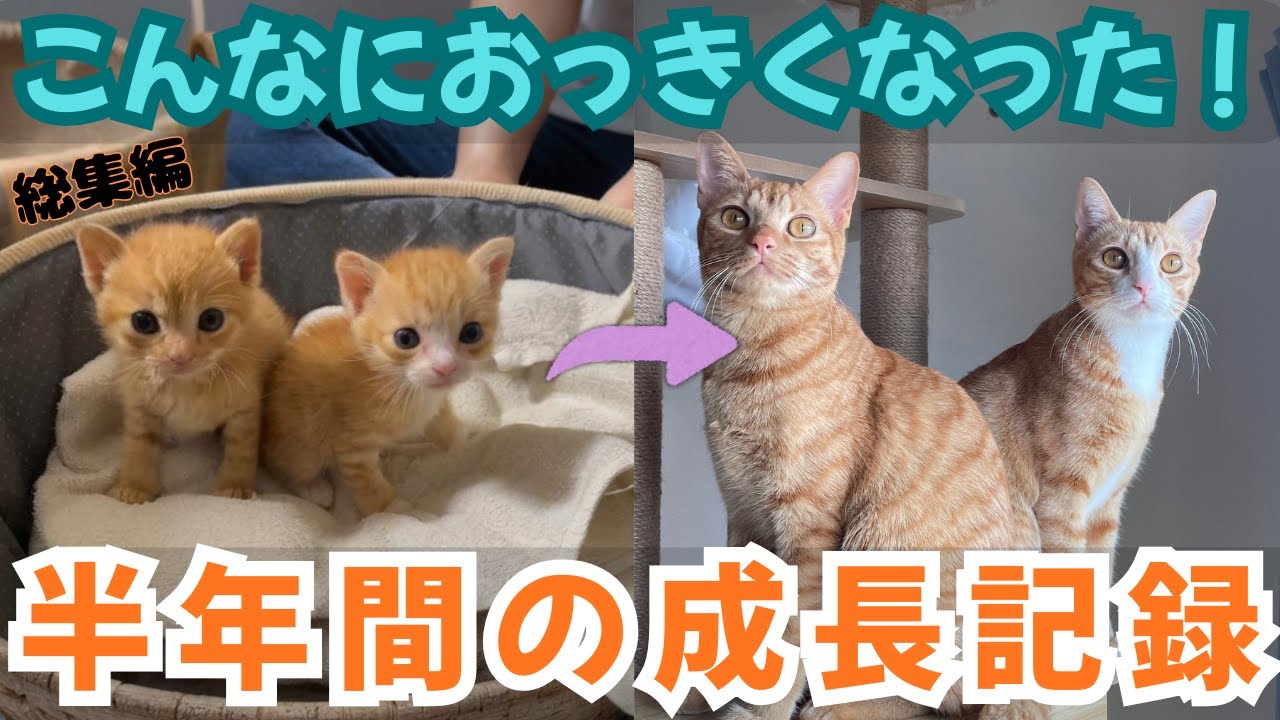 【総集編】生後３週間の茶トラ子猫が立派な成猫になるまでの成長記録【保護猫】