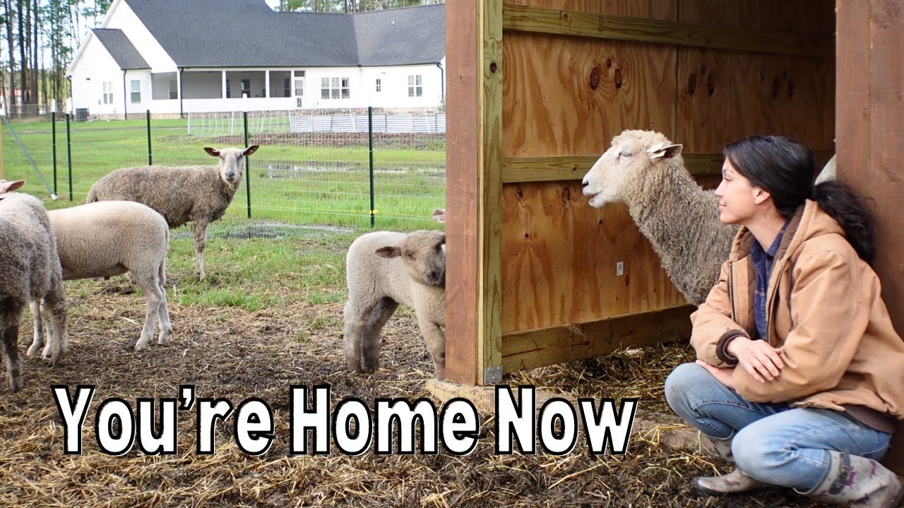 Our Sheep's Pen and Purpose