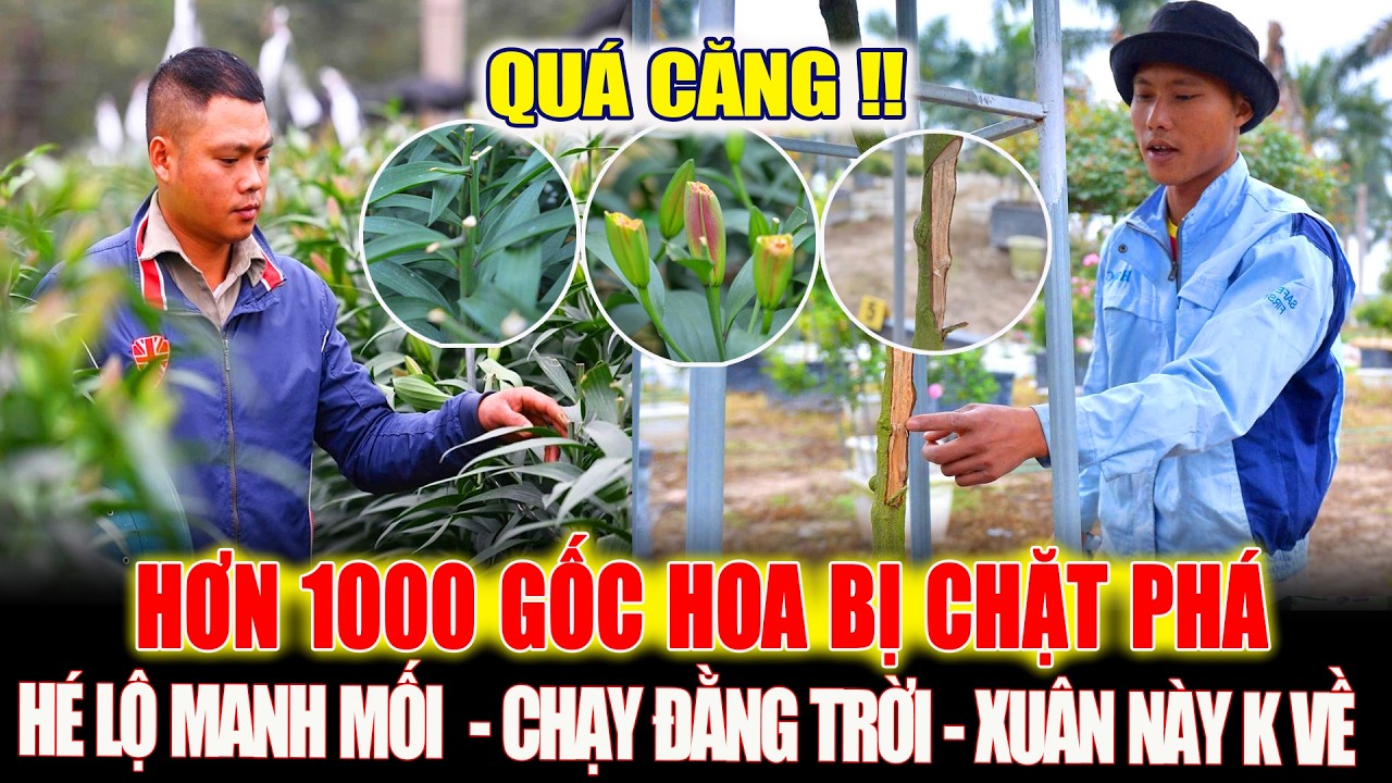 Có Gì Đằng Sau Hơn 1000 Gốc Hoa Ly Bị Chặt Trong Đêm Ở Mê Linh: Hé Lộ Manh Mối