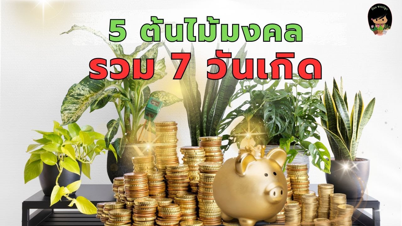 ห้ามพลาด! 5  ต้นไม้มงคล รวม 7 วันเกิด ไม้มงคลเสริมดวงรอบด้าน การงาน การเงิน ความรักปัง