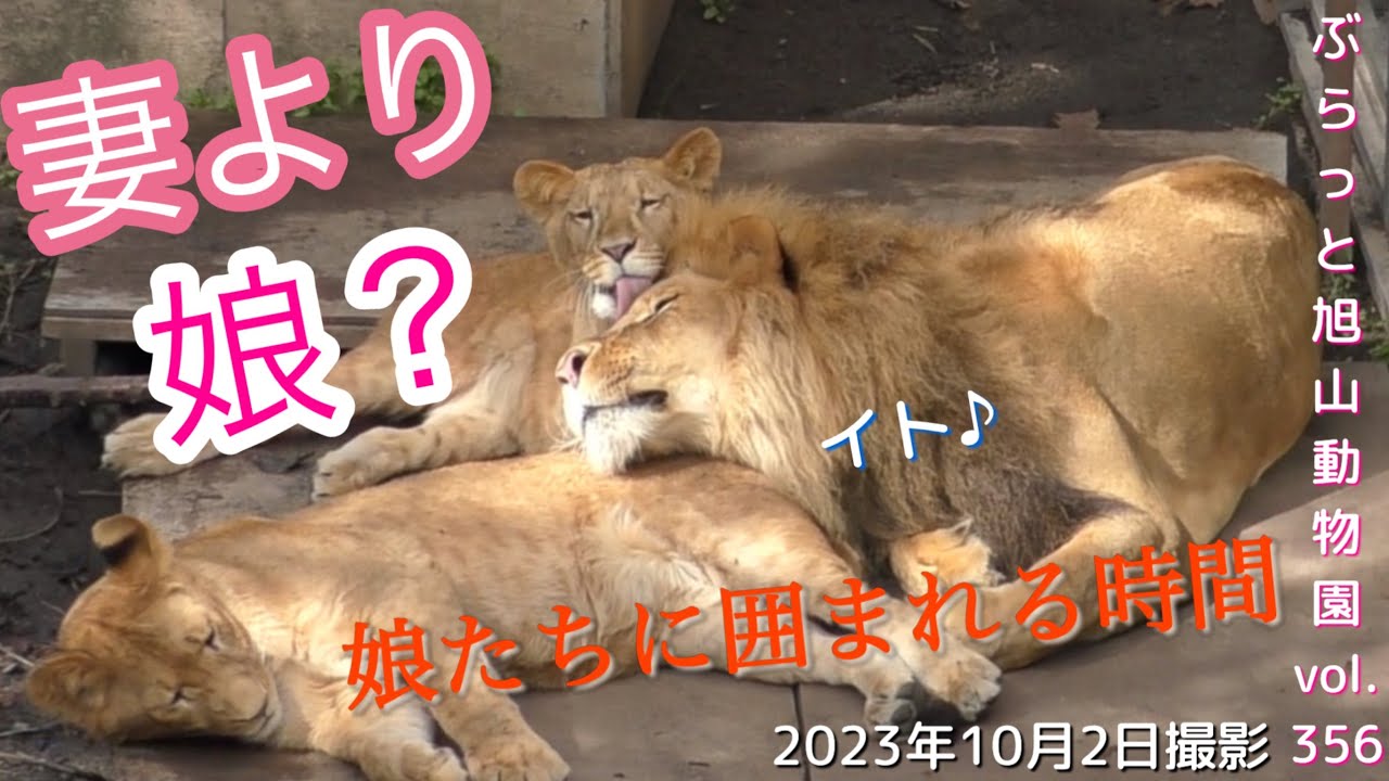 【今日のライオン】オリトの足を枕に寝るイト。子ども達に囲まれて寝るパパ。オリト＆イオファミリーvol356@旭山動物園/Little lion sleeps on daddy's foot