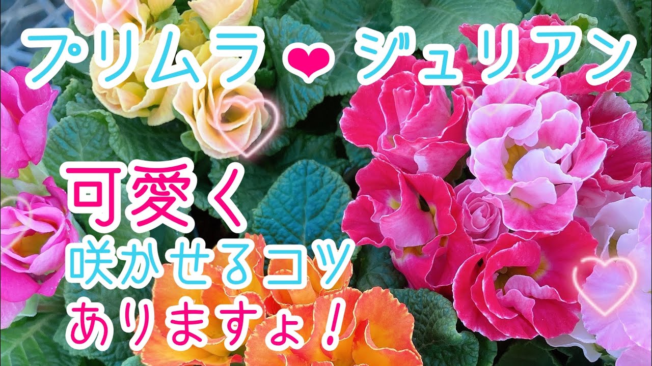 【ガーデニング】【プリムラジュリアン】ジュリアンの育て方と、入荷情報！ジュリアンを上手く育てられない方、必見です☆春まで可愛く育てましょう❣
