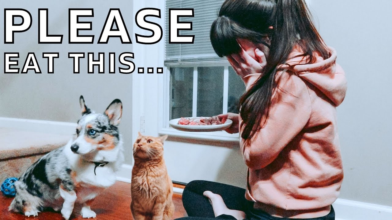 The Problems I had Raising My Pets On A Raw Diet