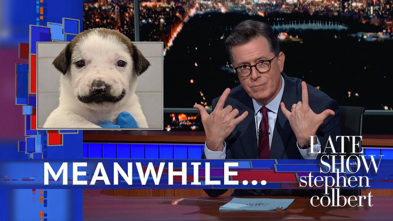 Meanwhile... This Puppy Has A Mustache