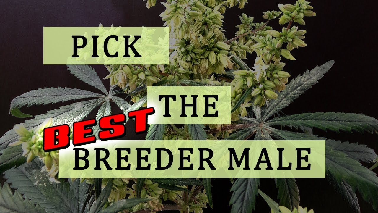 Selecting The Best Male Plants, Breeding Tips By Khalifa Genetics
