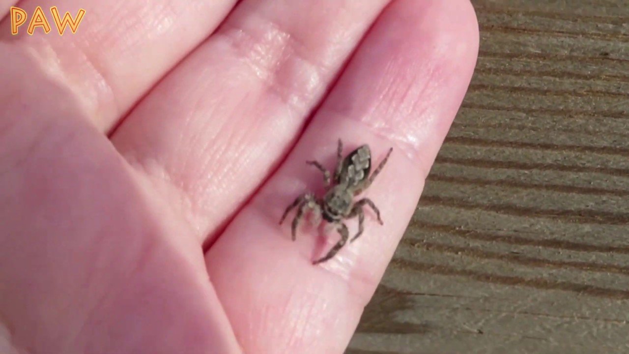 This cute SPIDER is actually your friend! | Jumping Spiders