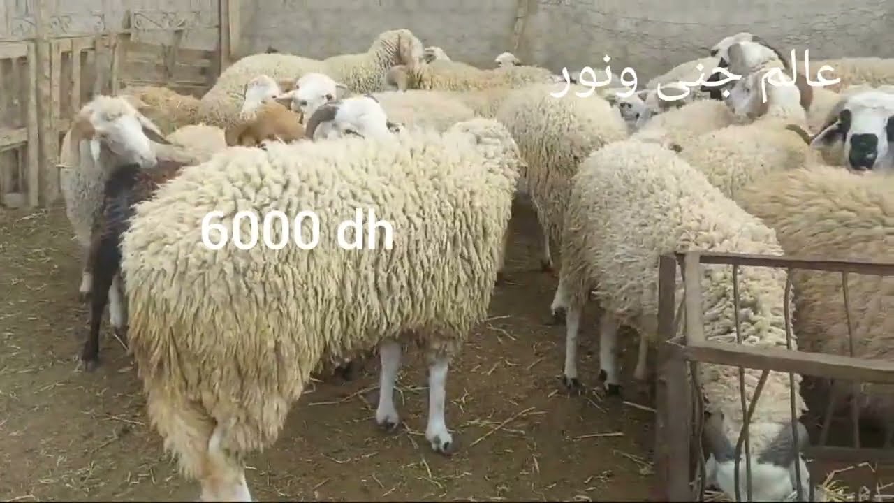 اتمنة خروف العيد من وجدة حي صناعي اسواق السلام2024