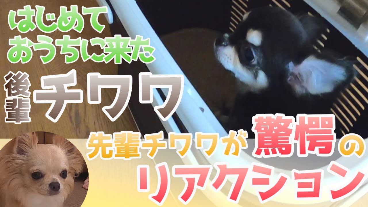 【おかげ様で28万再生！】はじめておうちに来たパピーチワワ…顔を合わせた先住チワワは驚愕のリアクションを見せる！／チワワのノアTube #136