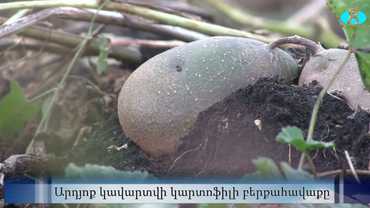 Уборка картофеля и связанные с этим проблемы.  Կարտոֆիլի բերքահավաքը եվ առաջացած խնդիրները