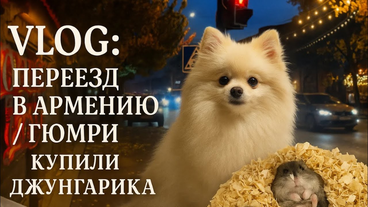 VLOG: ПЕРЕЕЗД В АРМЕНИЮ.ГЮМРИ | КУПИЛИ ДЖУНГАРИКА