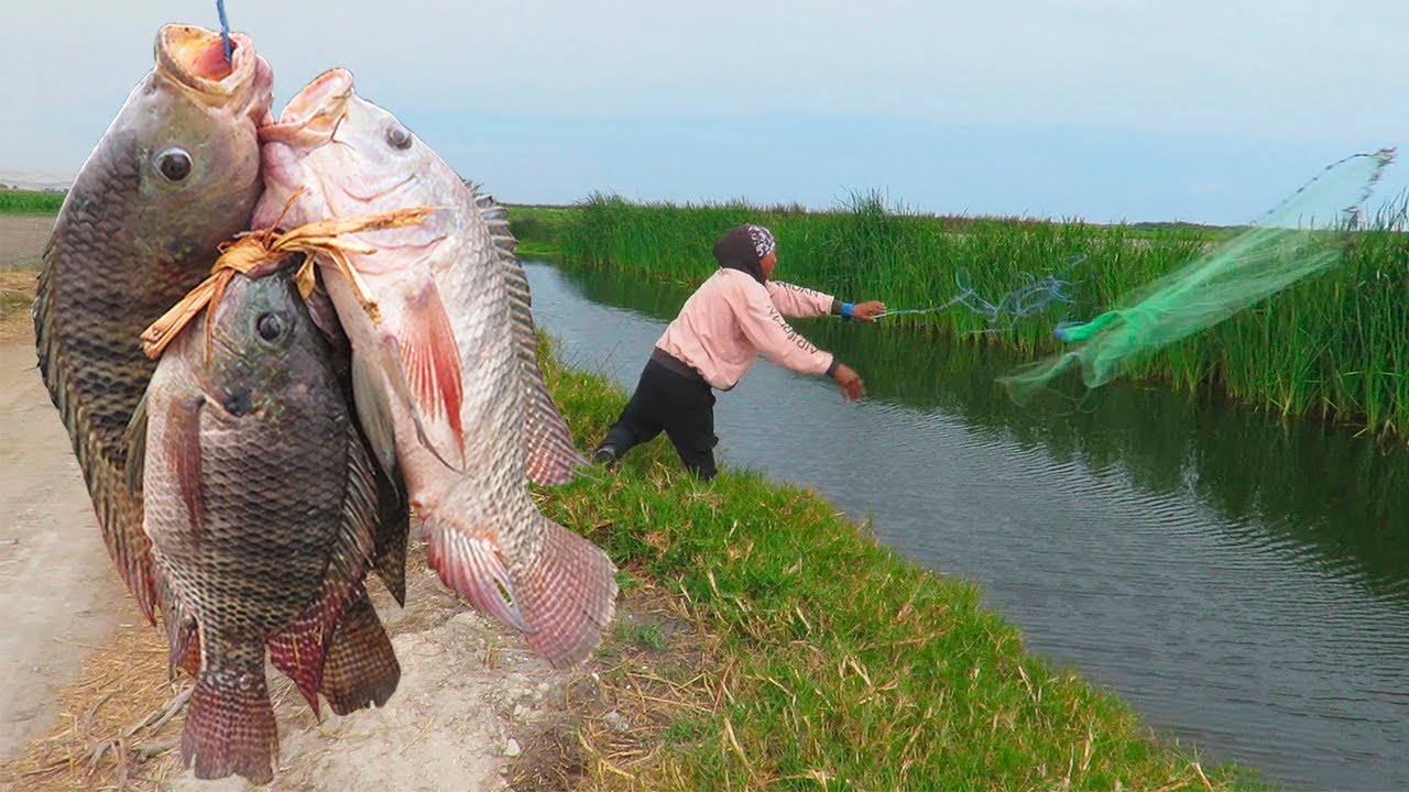 pesca de tilapia Grandes - pesca con Atarraya - Cast Net Fishing Videos
