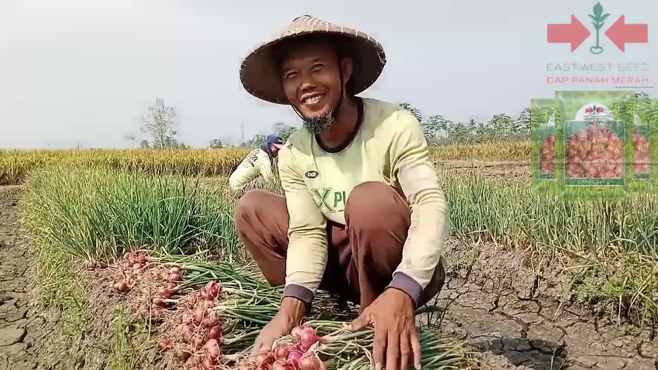 PETANI BAWANG MERAH BIJI VARIETAS SANREN F1 || AMBARAWA, LAMPUNG