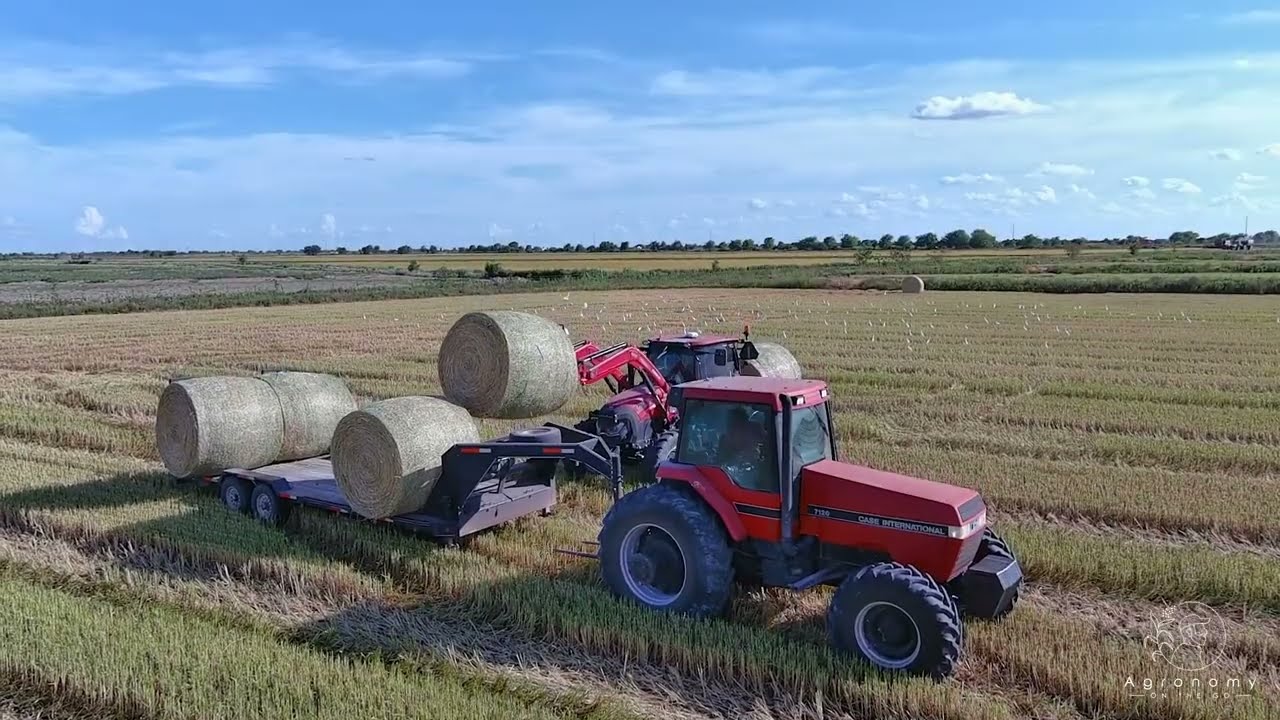 Baling rice straw. So many tractors!