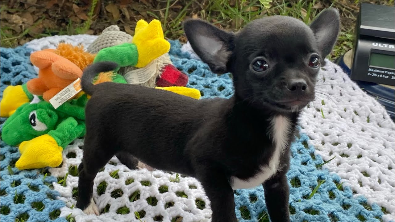 10 week old short coat black chihuahua puppy available