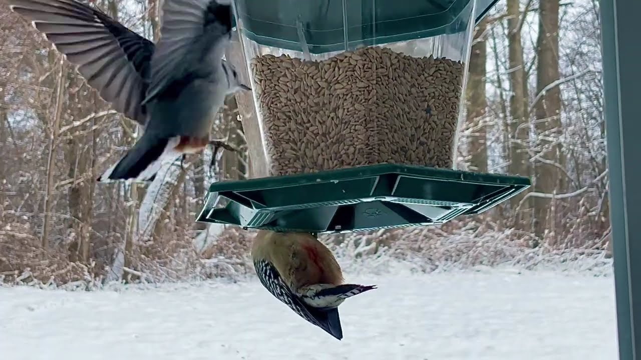 Birdie Visitors #birds