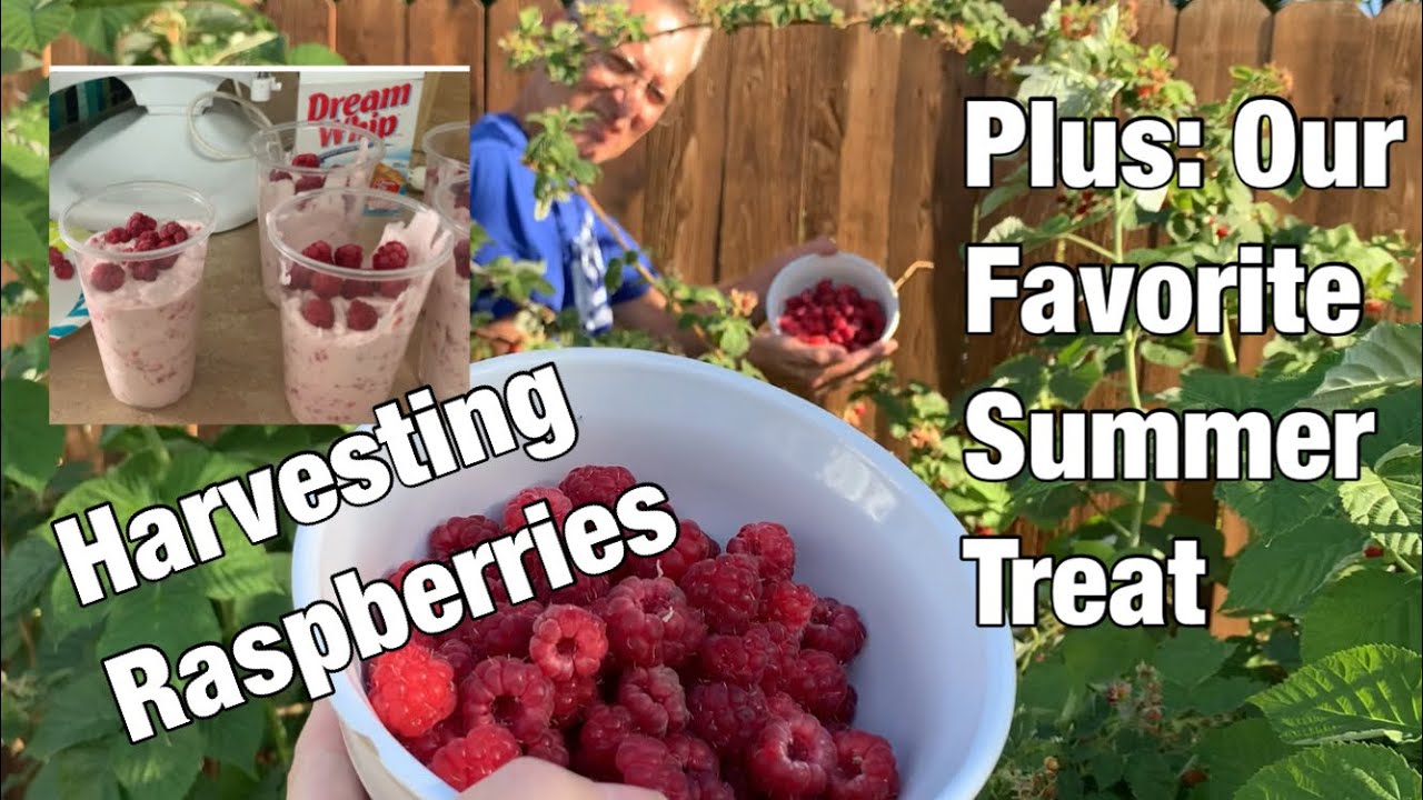 Our Favorite Summer Dessert- Berry Whip : Harvesting Raspberries