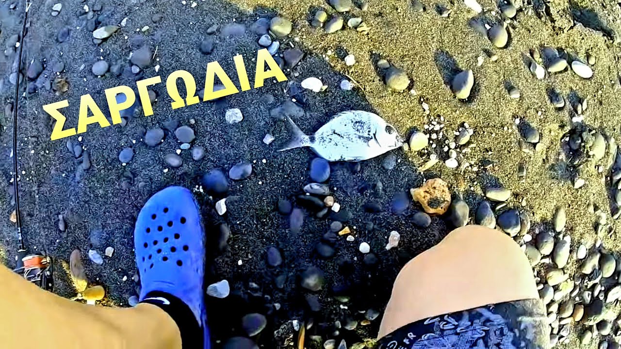 οι σαργοί μου επιτίθενται.. attack by seabream @haralrf @sotosvasi