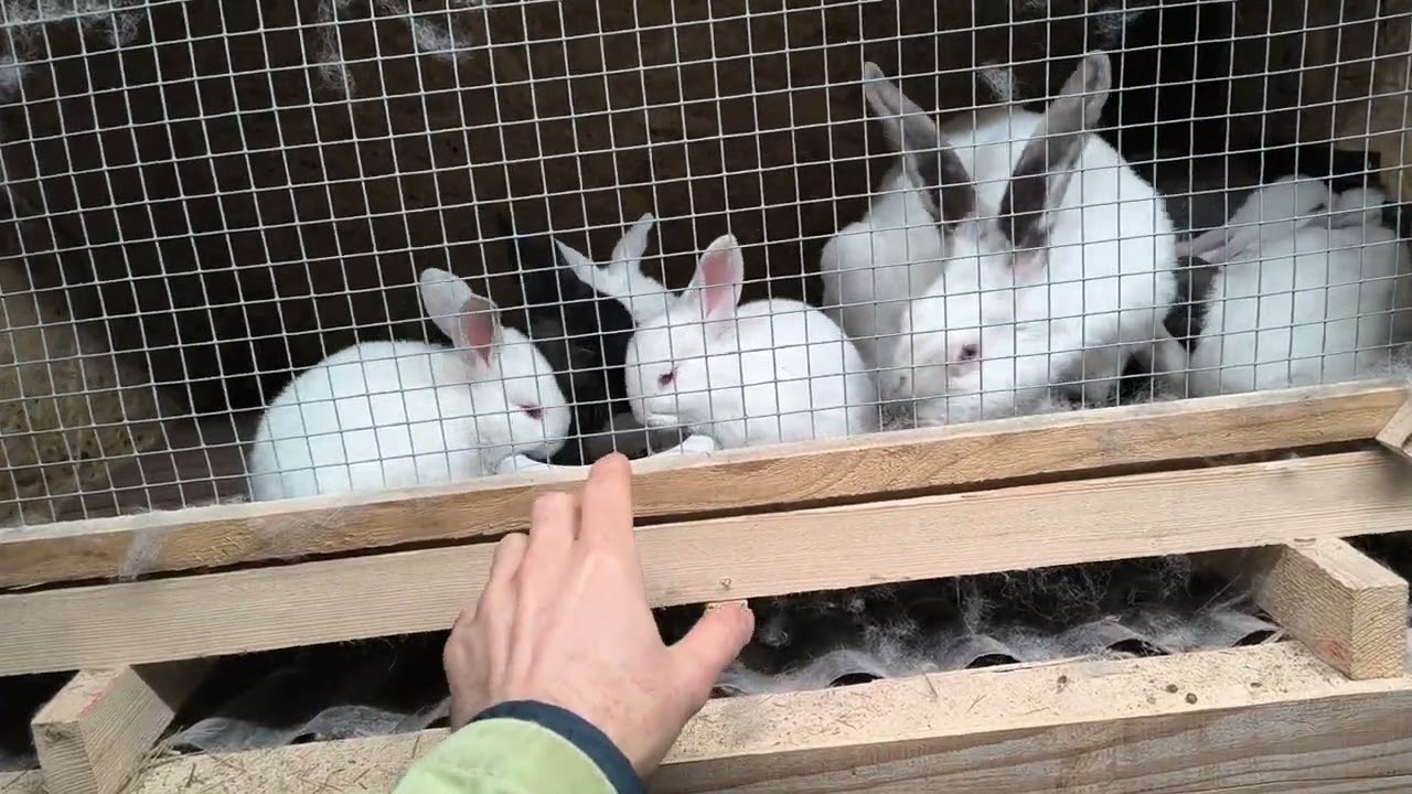 chov králikov sa oplatí pretože...