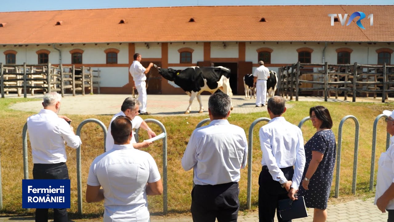 Super-tăurașii din fermele HOLSTEIN RO