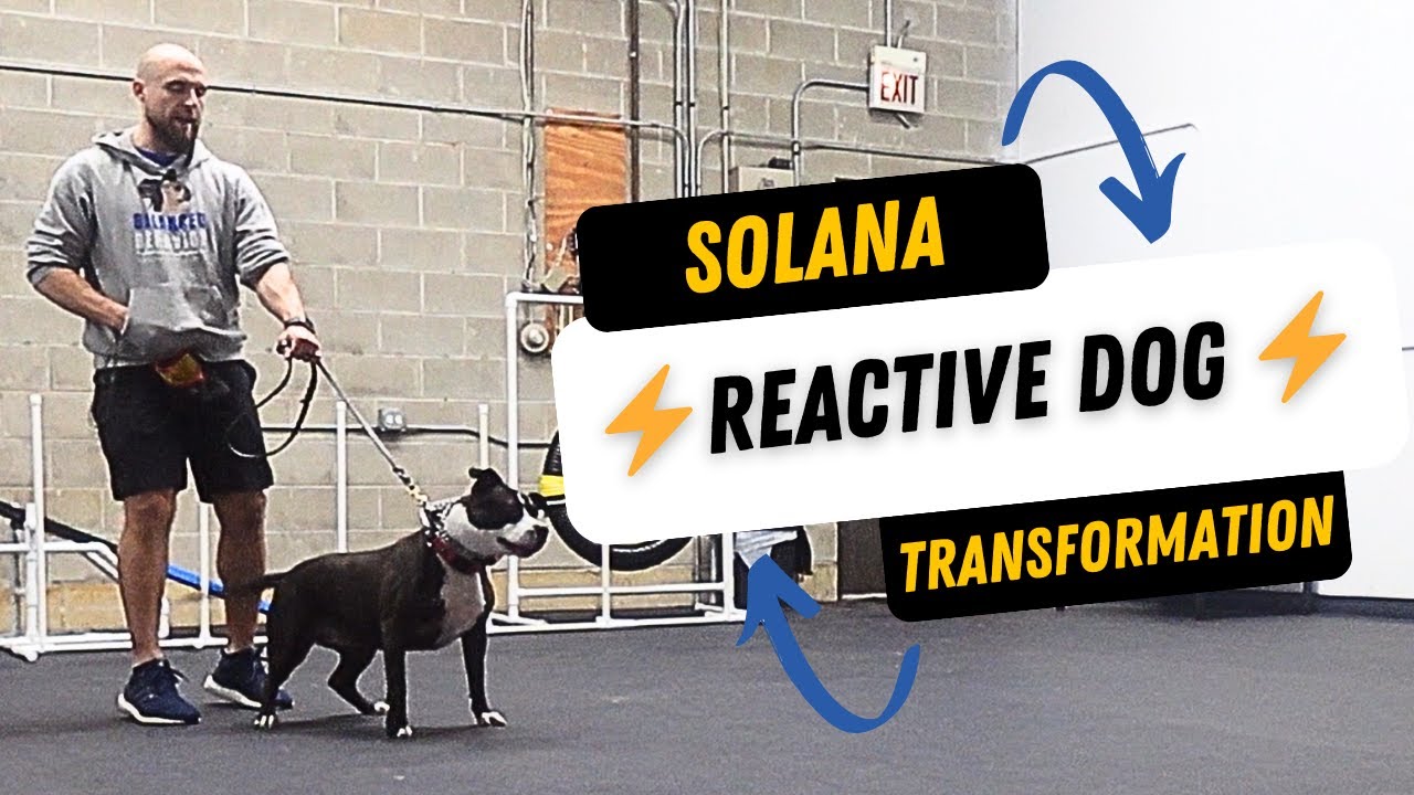 Reactive Dog Transformation: Solana's Story