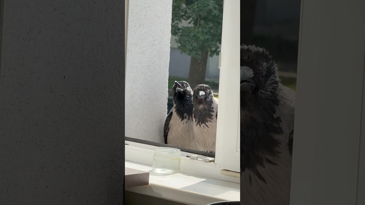 Романтический момент #ворона #crow