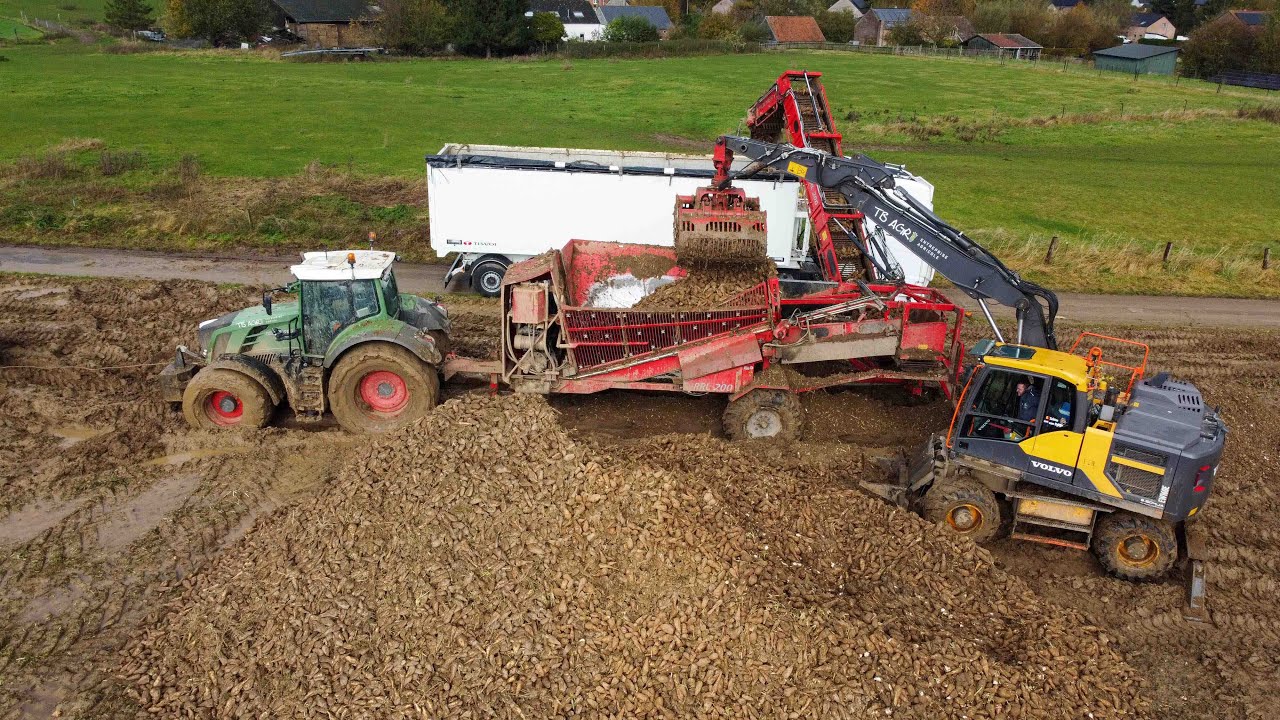 TB Agri au chargement des chicorées