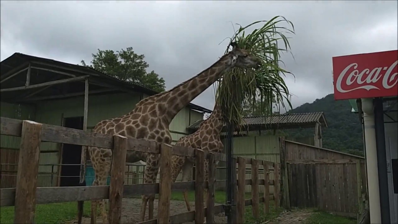 ZOOLÓGICO DE POMERODE-SC - 4K (2021)