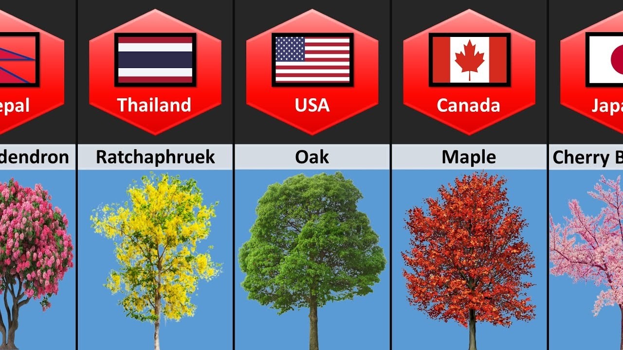 National Trees of the World  | Country Wise Tree Symbols| Top 20+ National Trees by Country |