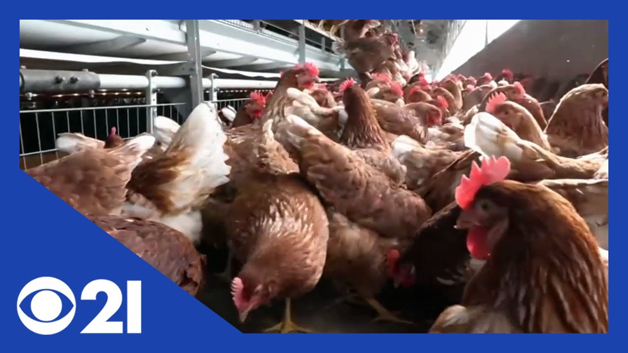 Deadliest bird flu causes record-breaking deaths