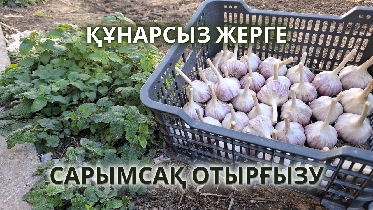 САРЫМСАҚТАН МОЛ ЖЕМІС АЛУ, дұрыс егу сырлары
