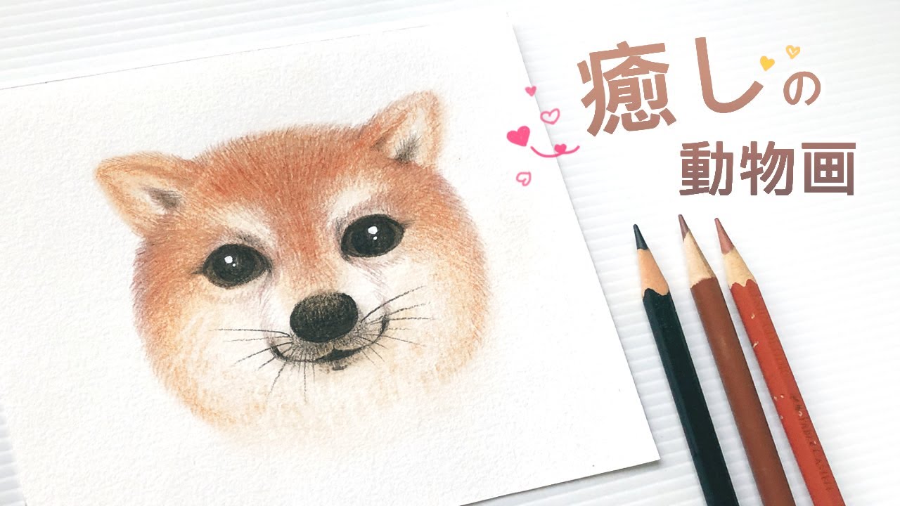 #105《粉彩畫動物 / 柴犬》粉彩 + 色鉛筆