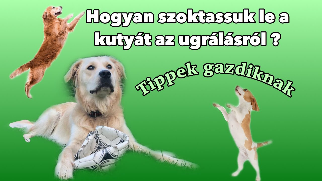 Hogyan szoktassuk le a kutyát az ugrálásról? || Tippek és tanácsok