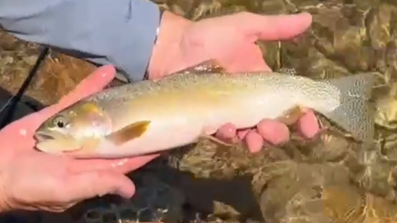 Fly Fishing Montana's BITTERROOT RIVER Valley