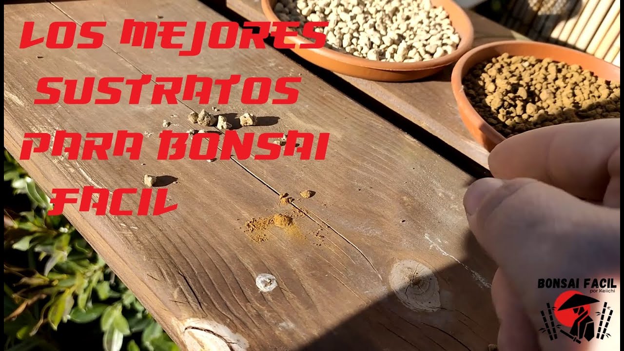 La mejor tierra para bonsai facil