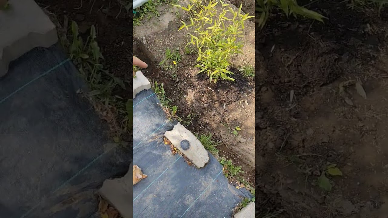 Jak kontrolować bambusa? - Dziecinnie proste!!! 🥱 #bambusywpolsce #bambus #ogr&oacute;d #Phyllostachys
