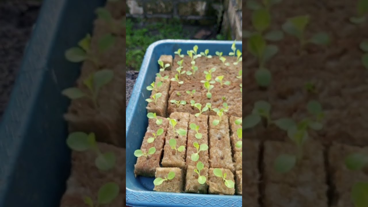 Hari ke-12 semai selada 🌱Pertumbuhan mulai stabil, sebagian akar sudah kuat dan daun terelihat segar