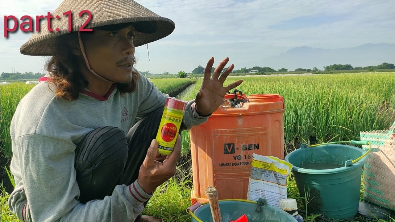 BAWANG MERAH JENIS TAILAND UMUR 38 HARI, PENGOBATAN KE-9, MUSIM PENGHUJAN