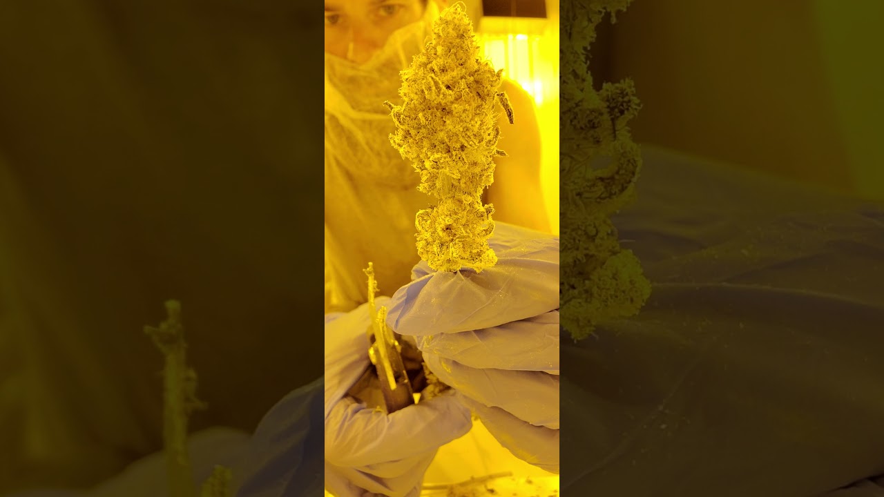 Hand Trimmed Medical Cannabis