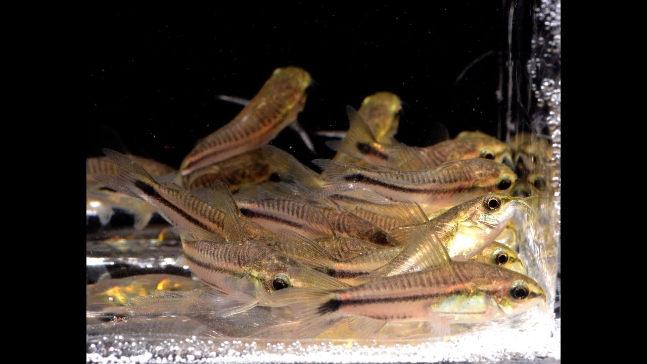 Corydoras pygmaeus, Коридорас пигмейский — обзор видов