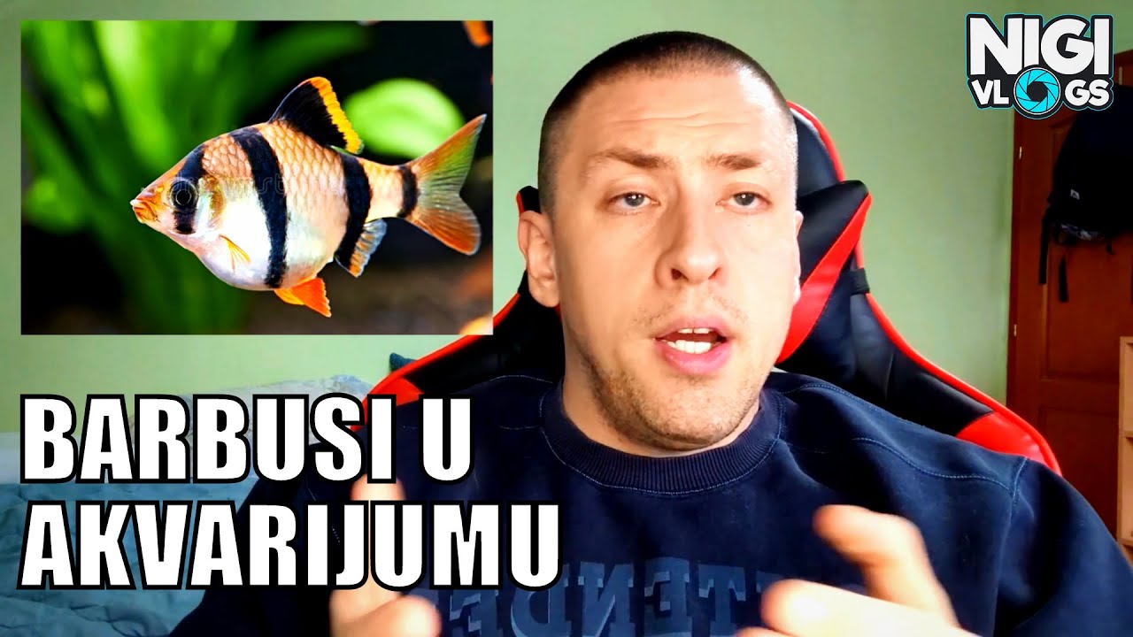 Barbusi u akvarijumu - Da li staviti Barbus ribu u akvarijum?